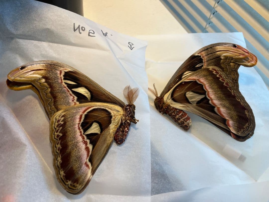 【ペア】ヨナグニサン モス蛾ガモルフォ蝶蛇トンボゼミセミ セクロピアサン モス蛾ガモルフォ蝶蛇トンボゼミセミ蝉蜻蛉標本