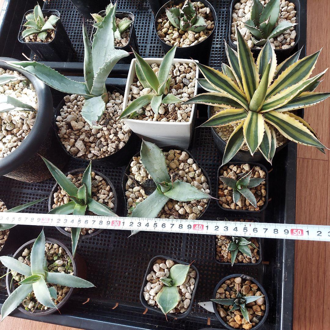 アガベ まとめ 鉢のまま発送 メルカリ便