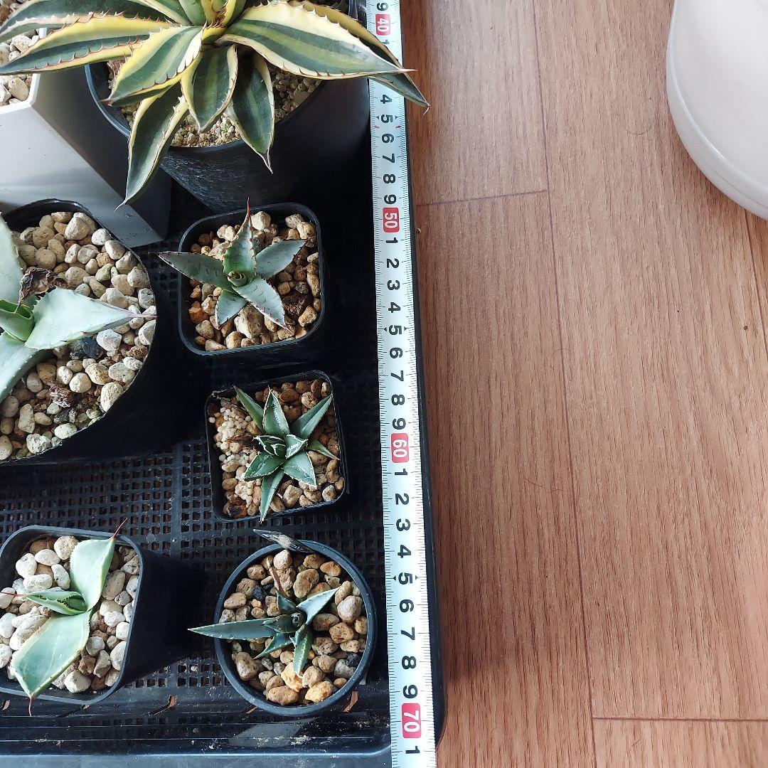 アガベ まとめ 鉢のまま発送 メルカリ便