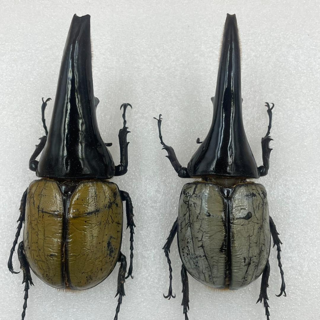 標本 珍ヘラクレスヘラクレス ブルー パチセラス血統 カブト - メルカリ