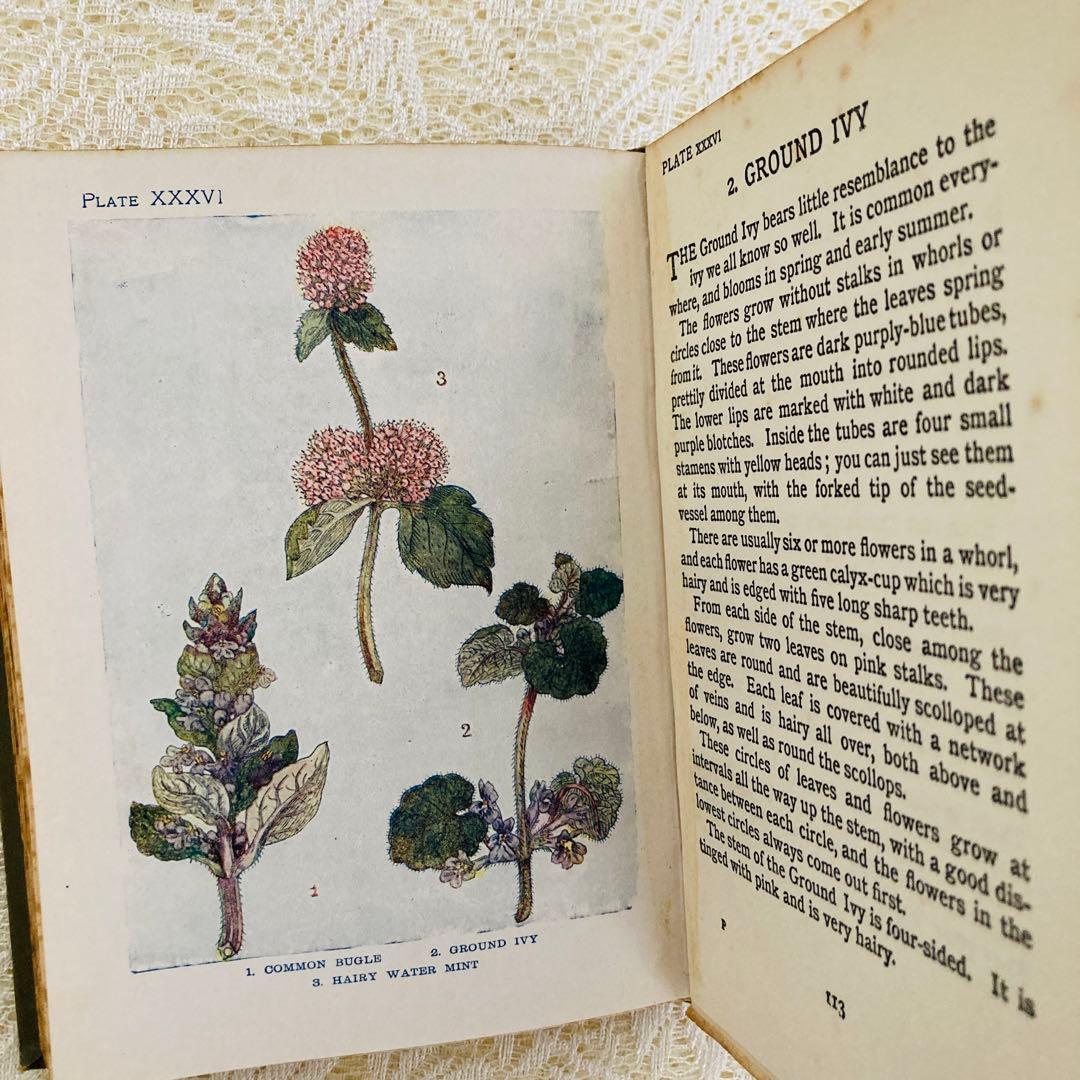 洋書 古書 アンティーク イギリスの植物図鑑 美しいカラー図版48点