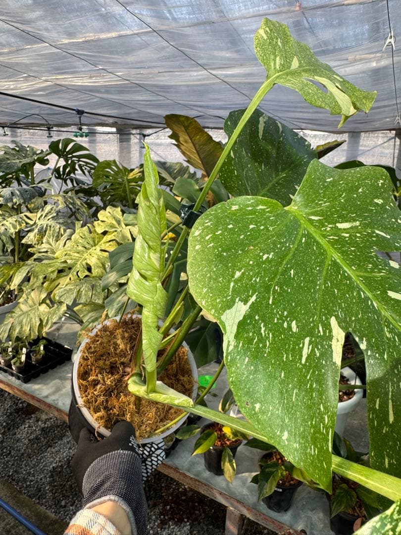 お*と様 T9モンステラ タイコンステレーション スターライト