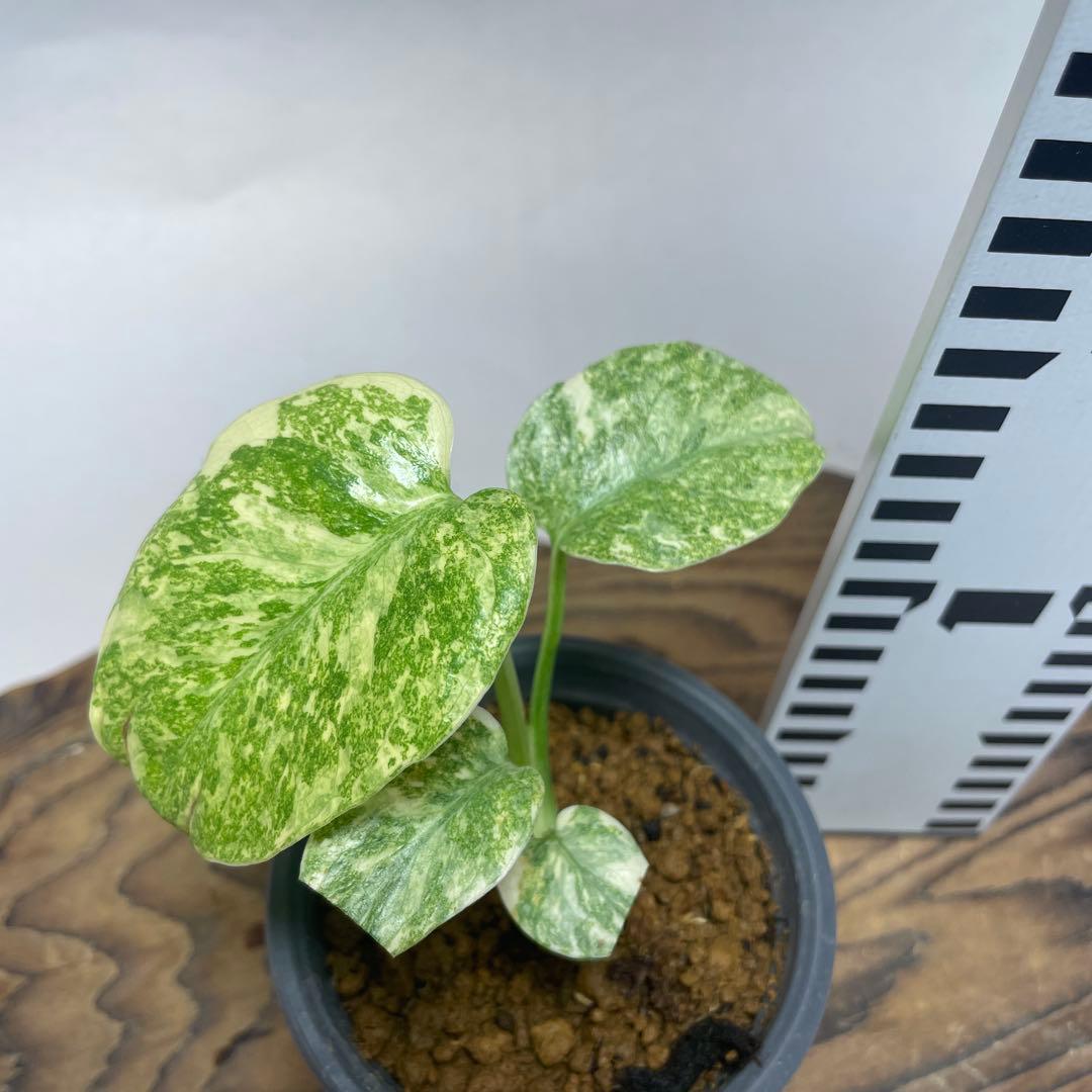 ゆ*様 q12モンステラ デリシオーサ レガシー 斑入り - メルカリ