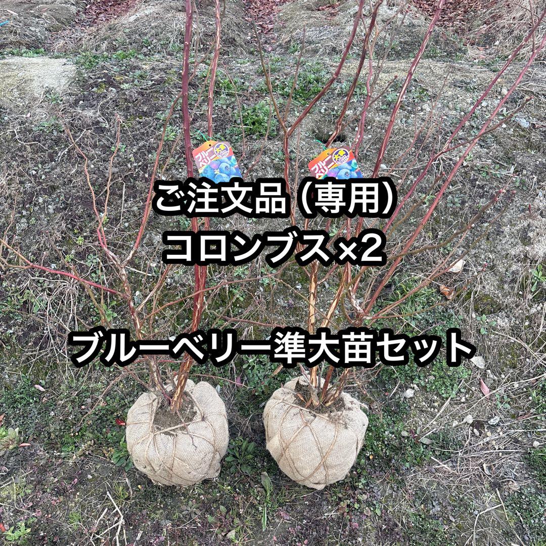 ご注文品　コロンブス×2 ブルーベリー準大苗セット 2026年最新】コロンブス ブルーベリーの人気アイテム - メルカリ