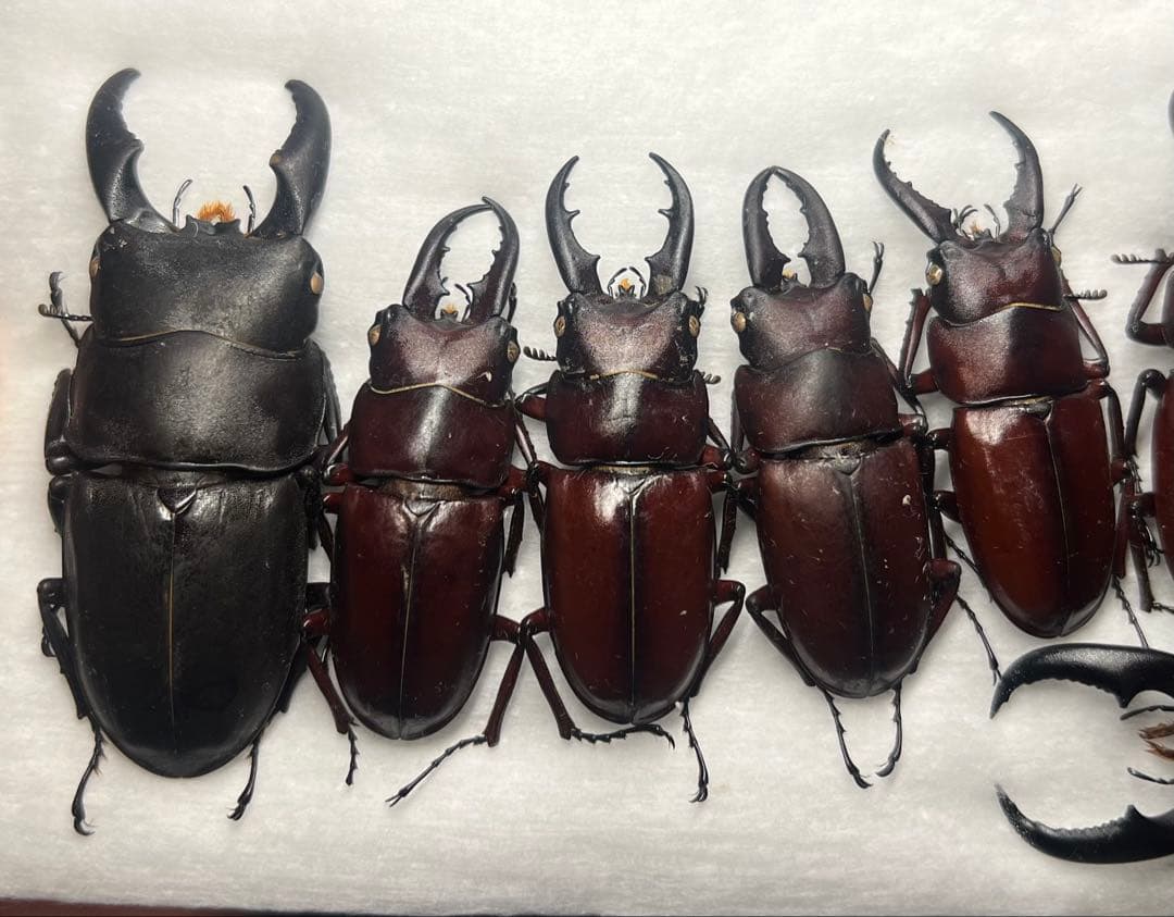 【CH】伊平屋島クワガタセット イヘヤネブトクワガタ（沖縄県島尻郡伊平屋村産）WF1 飼育記録まとめ