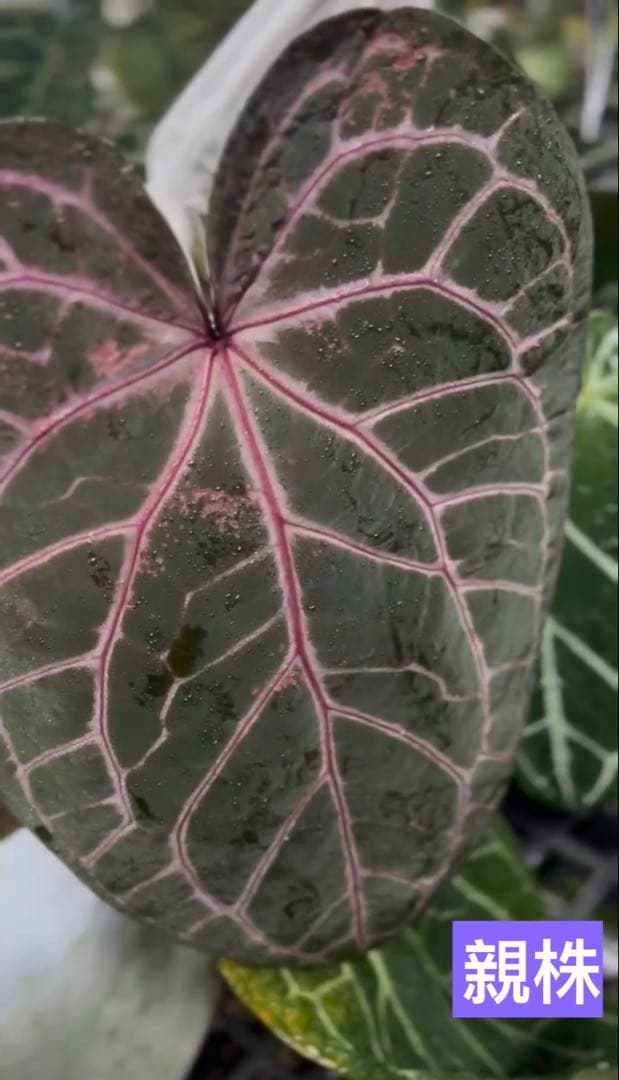 アンスリウム レッドクリスタリナム パープル系 - メルカリ