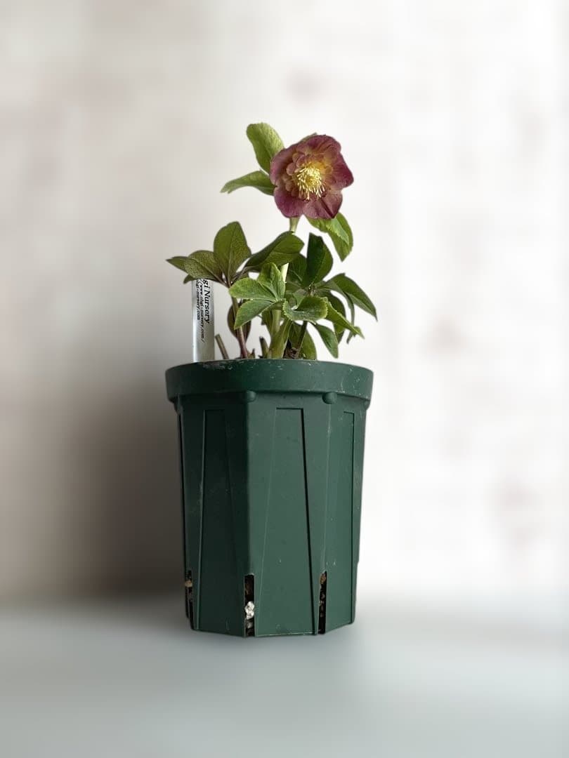 クリスマスローズ sd.蜃気楼hyb - メルカリ