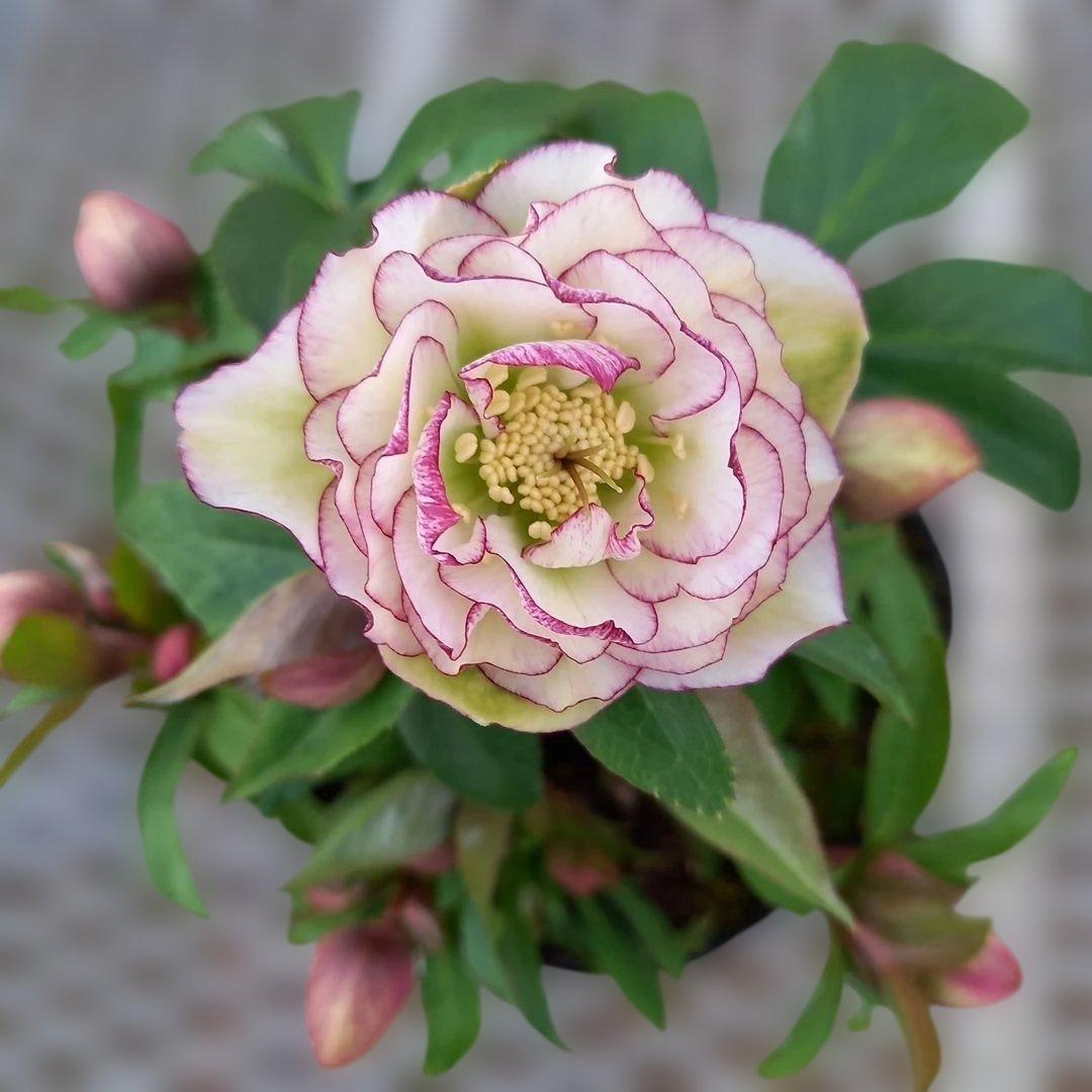 溢れるつぼみ！癒し系♪フリンジピコティ♪クリスマスローズ、大苗、開花株 あふれるつぼみ！春色ピンク♪クリスマスローズ、大苗、開花株 - メルカリ