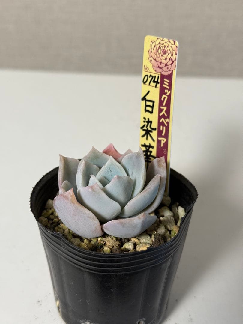 ミックスベリア 札付き おらいさん苗 白染華 - メルカリ