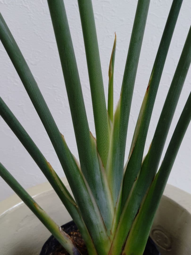 ストレリチア充実株・ジャンセア・ユンケア・ノンリーフ・底〜95cm