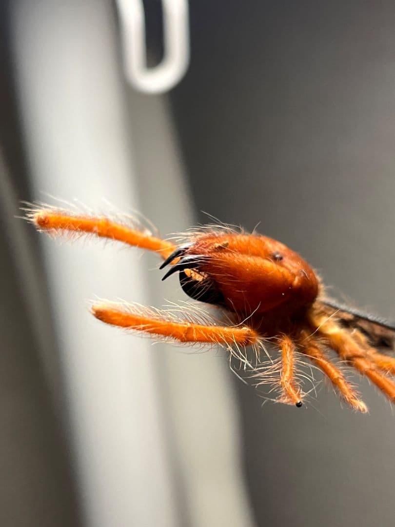 発色良好】ブラッドレッドヒヨケムシ Dinorhaxウデムシ 奇蟲標本 標本