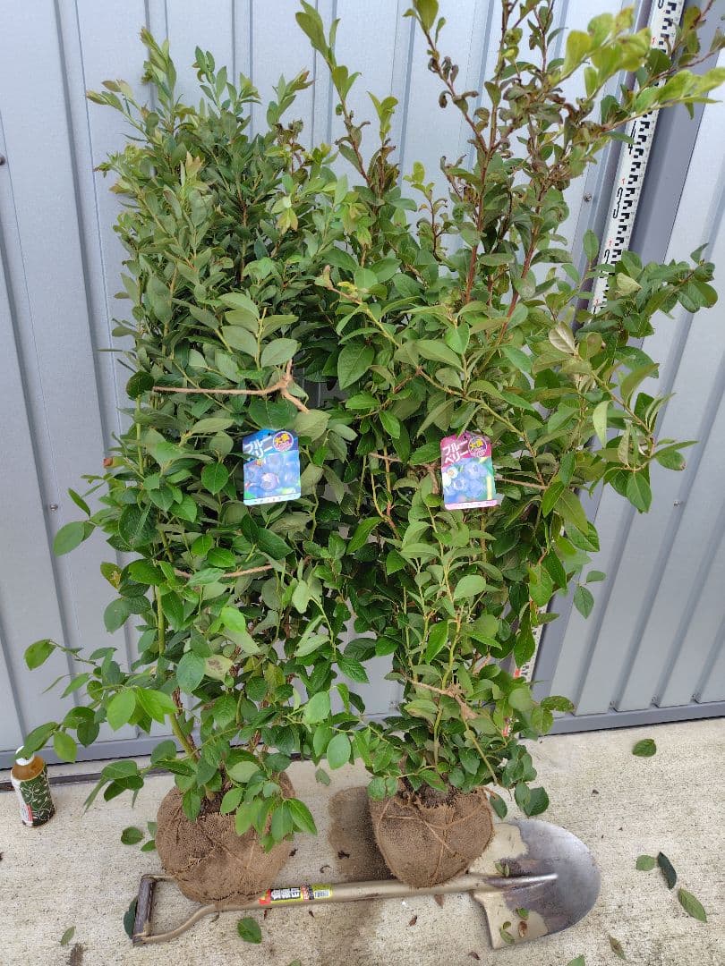 ブルーベリー苗オニール＆マグノリア大苗2本セット - メルカリ