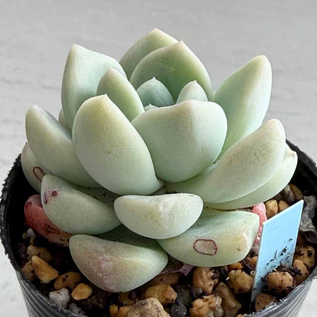 no. 676 雲の花 おらいさん ミックスベリア 札なし 抜き苗 多肉 - メルカリ