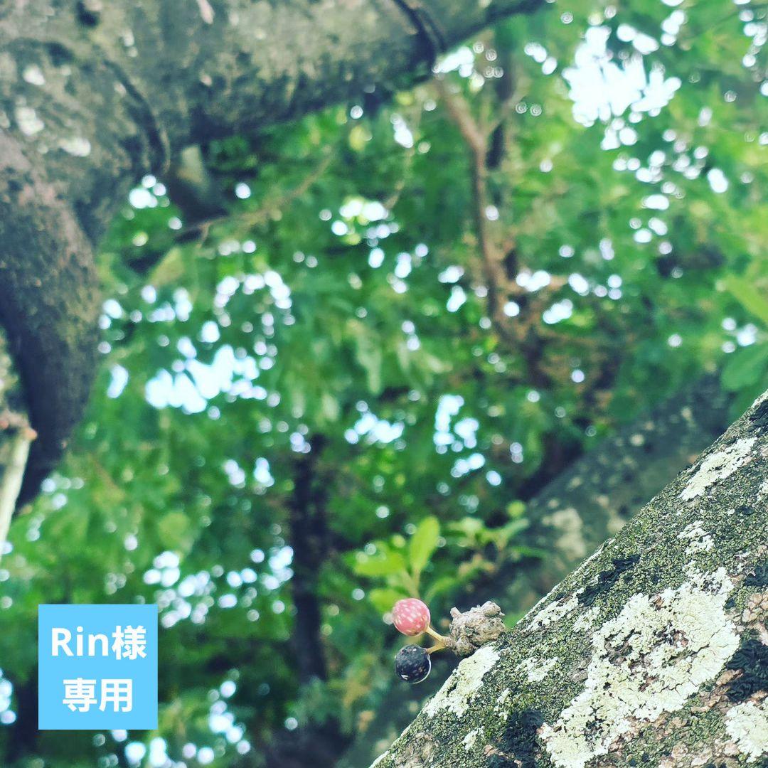 シャンプー RinHD 楽天市場】【まとめ買い】Drain ドレイン コンディショニング