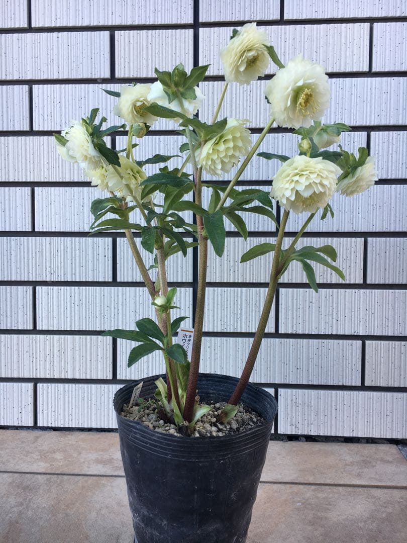 認定株ホワイトアフロディーテ クリスマスローズ 加藤農園 成熟株