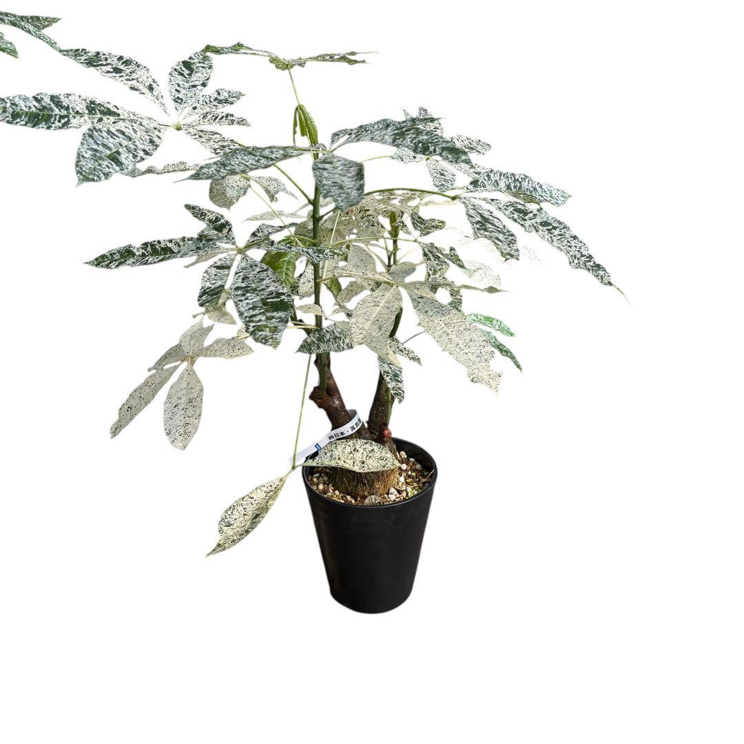 確認用NAO様専用 パキラ ミルキーウェイ 斑入り 4箇所接木 太幹 80cm