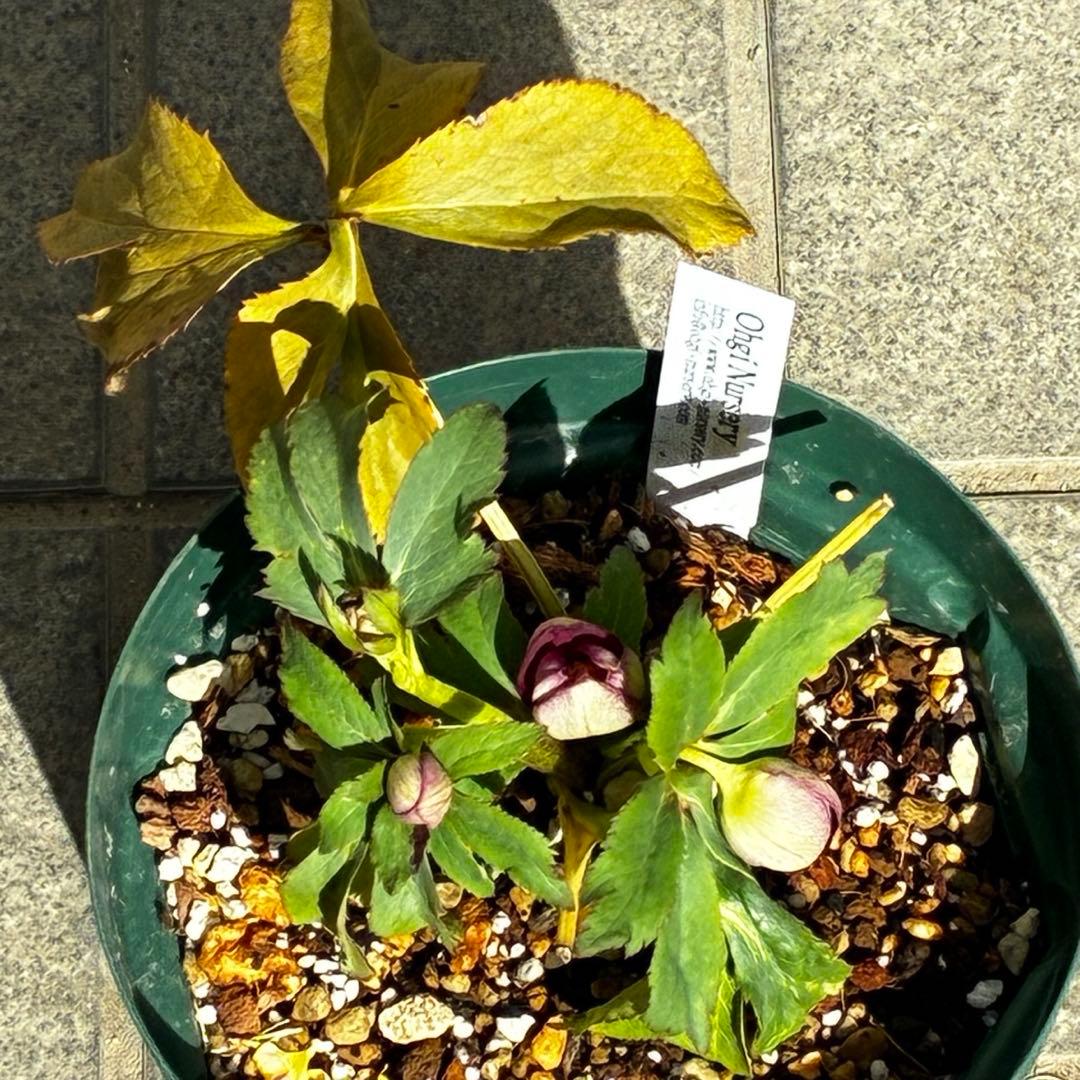 も*読様 3491☘️蕾花、タグ付き☘️金SD⭐️オーレア⭐️小輪⭐️金/紅ツー