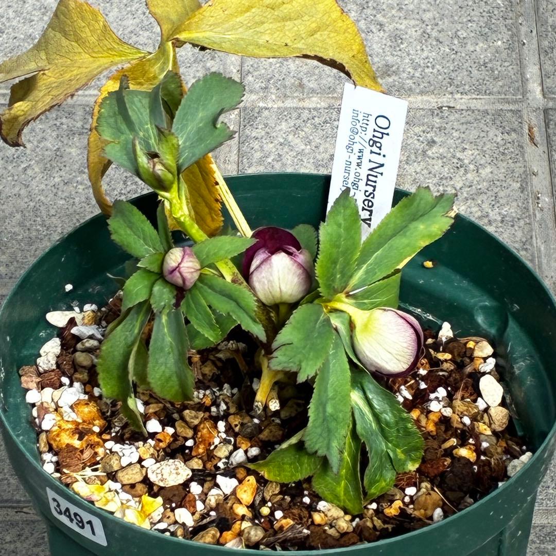 も*読様 3491☘️蕾花、タグ付き☘️金SD⭐️オーレア⭐️小輪⭐️金/紅ツー