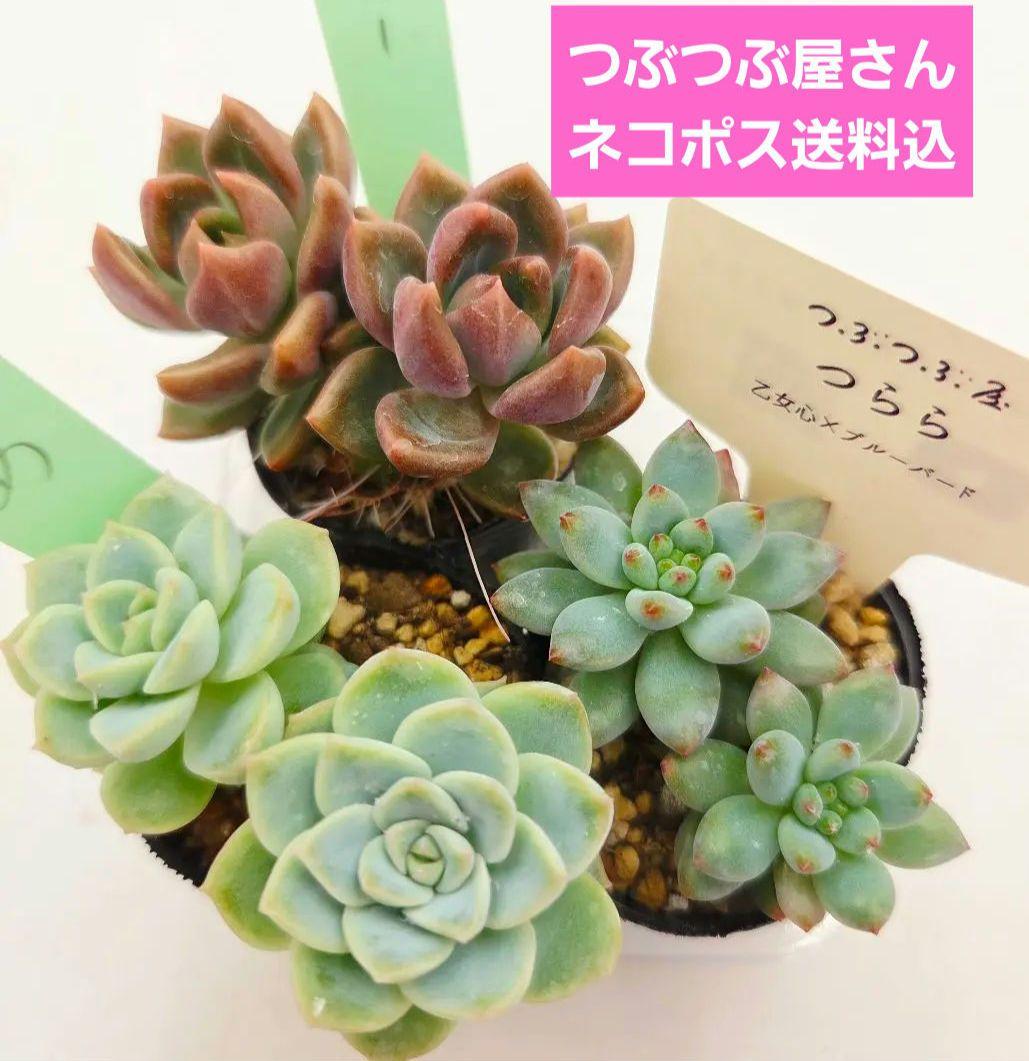 ⑯つらら❣️かもめ❣️バブリー❣️発根済!つぶつぶ屋さん ネコポス