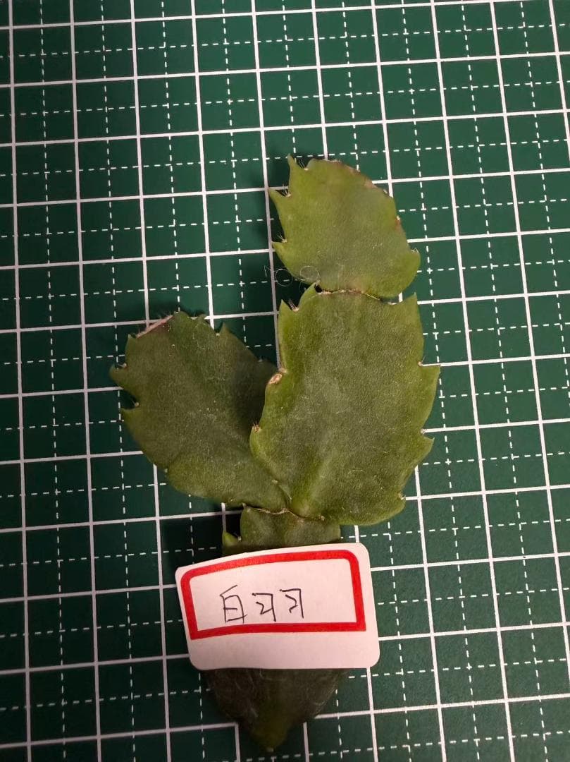 デンマークカクタス シャコバサボテン 白羽 葉挿し 1637 - メルカリ