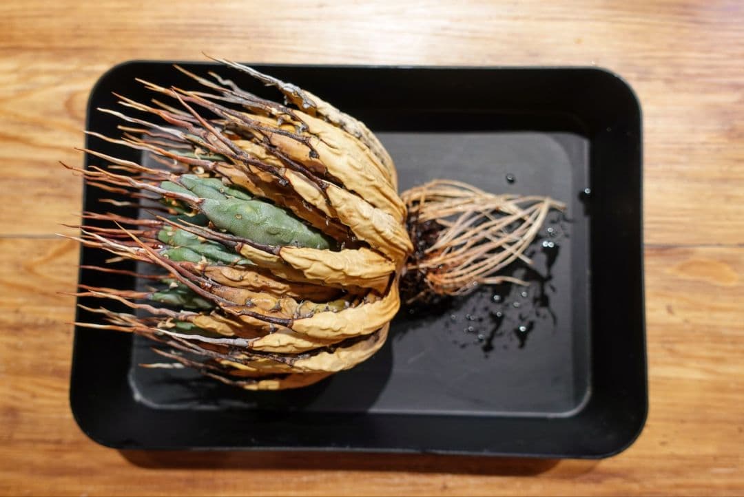 M*1様 お年玉出品！！【発根済・4号サイズ】陽炎ロング棘美株◎エボリスピナ/鉢