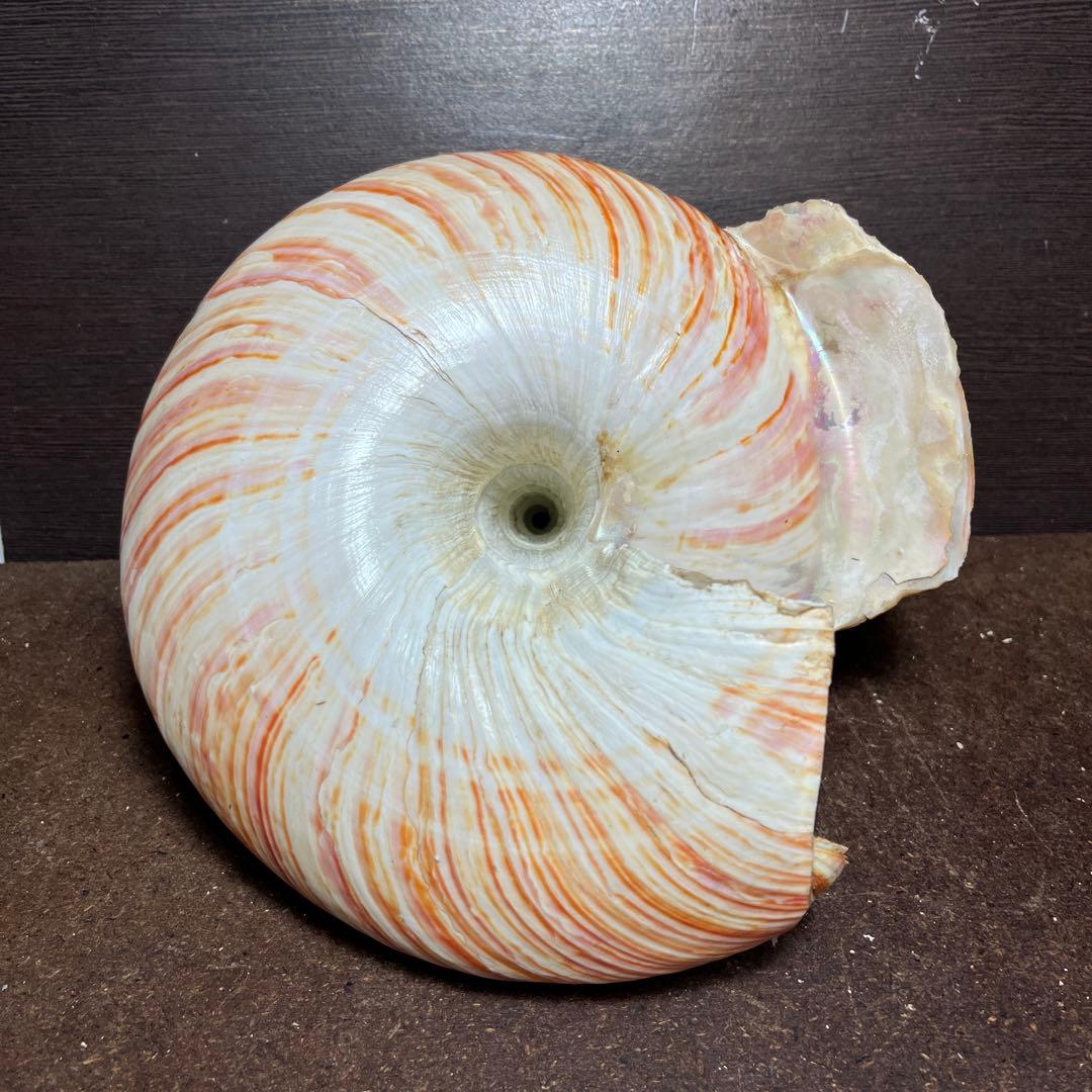 ケ*キ様 激レア　欠けアリ　東シナ海産　リュウグウオキナエビス