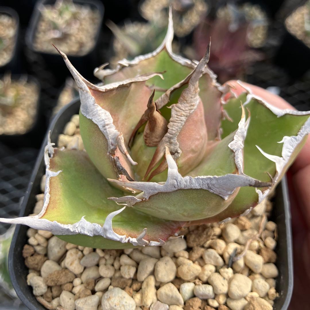 みっく　アガベ　3点