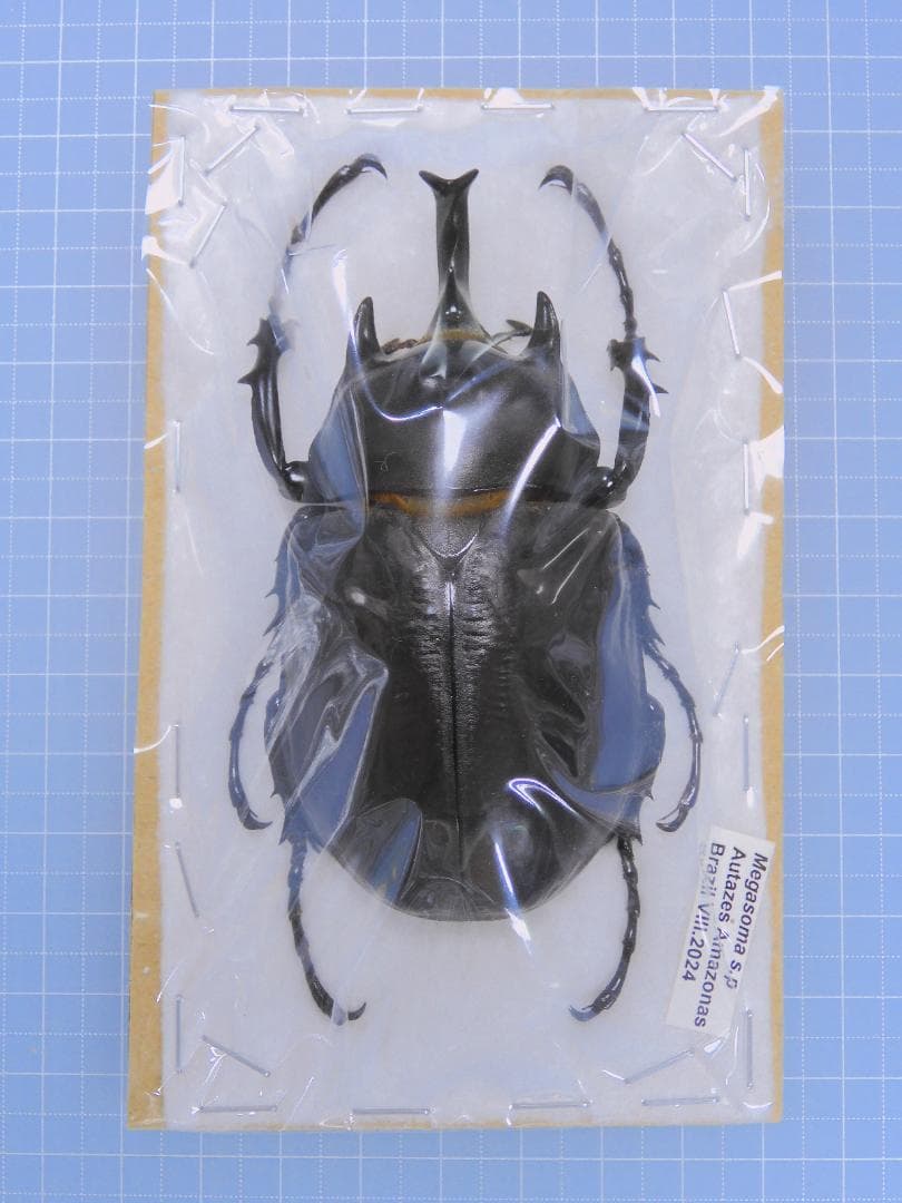 ブラジル産　ゾウカブト　86mmX43mm アヌビスゾウカブト（ブラジル産）成虫ペア | Dorcus-Saga