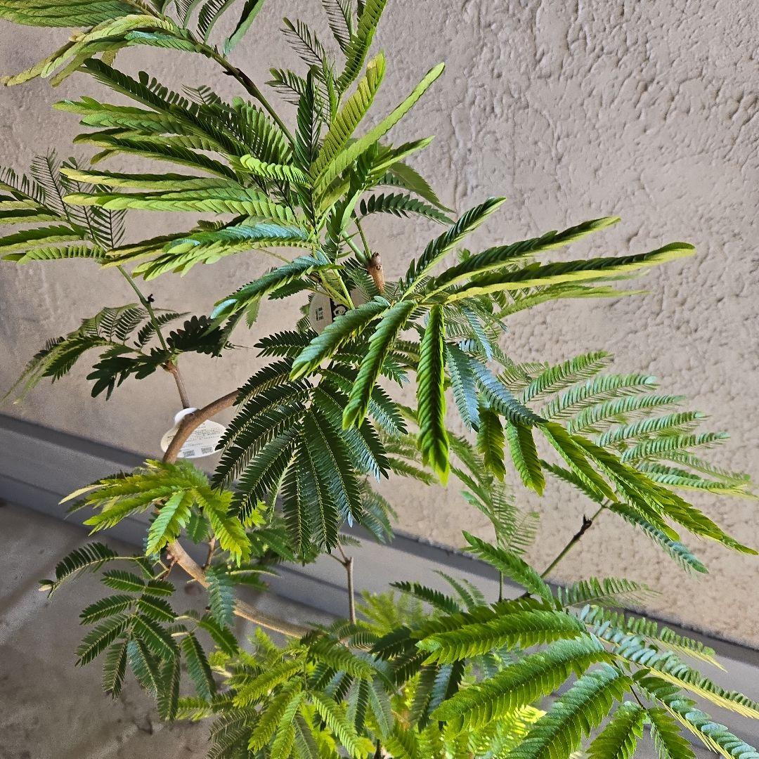 ⑪ エバーフレッシュ曲がり仕立て 8号特大苗木最高等級極上品‼️