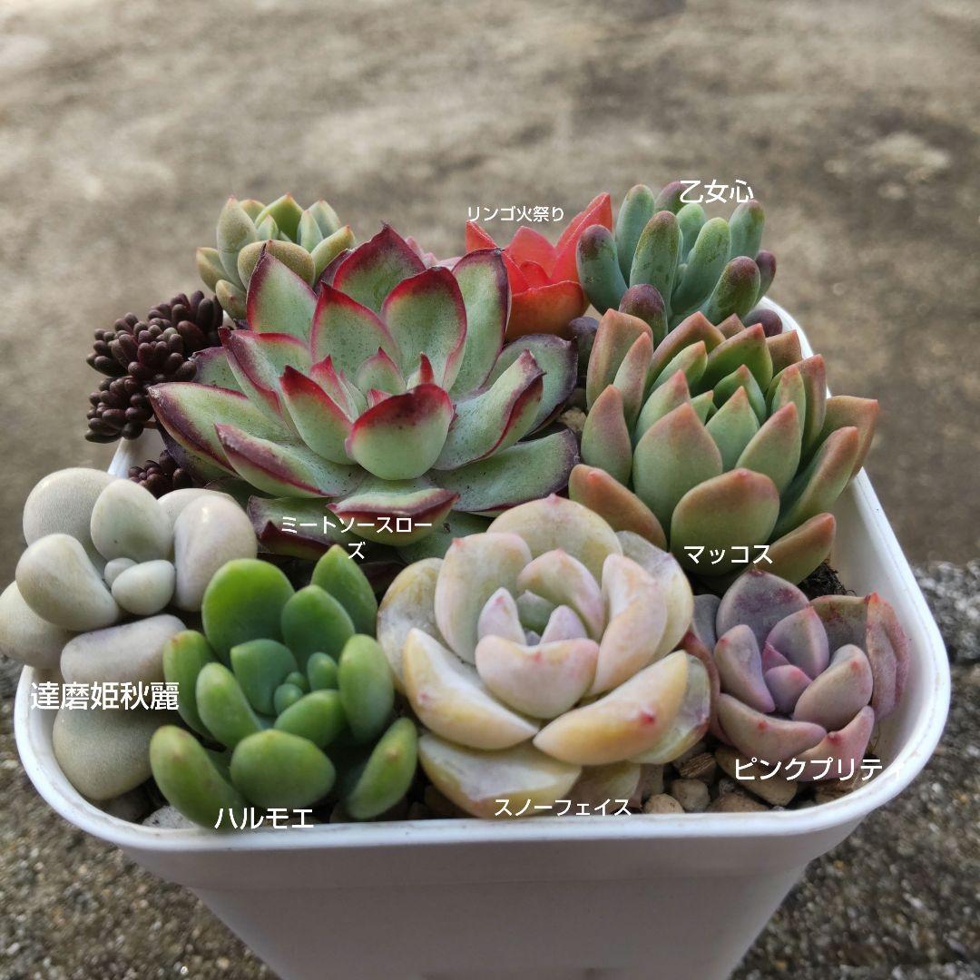 多肉植物 寄せ植えセット - メルカリ