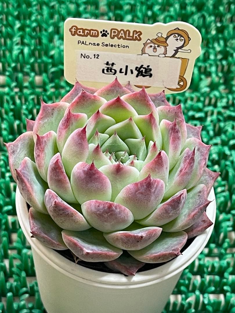 最終お値下げ⭐︎ファームパルクさん苗 NO12 茜小鶴 札付き⭐︎ - メルカリ