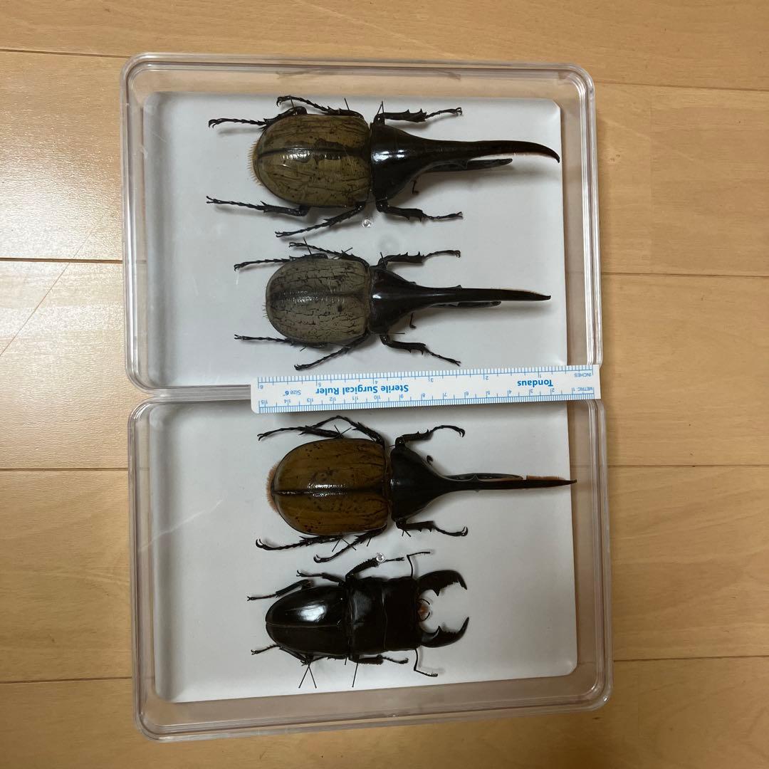 カブトムシ標本 4体セット カブトムシ、クワガタ標本 4体セット - メルカリ