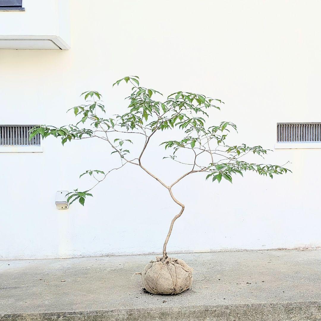 完結。山採りアセビ。