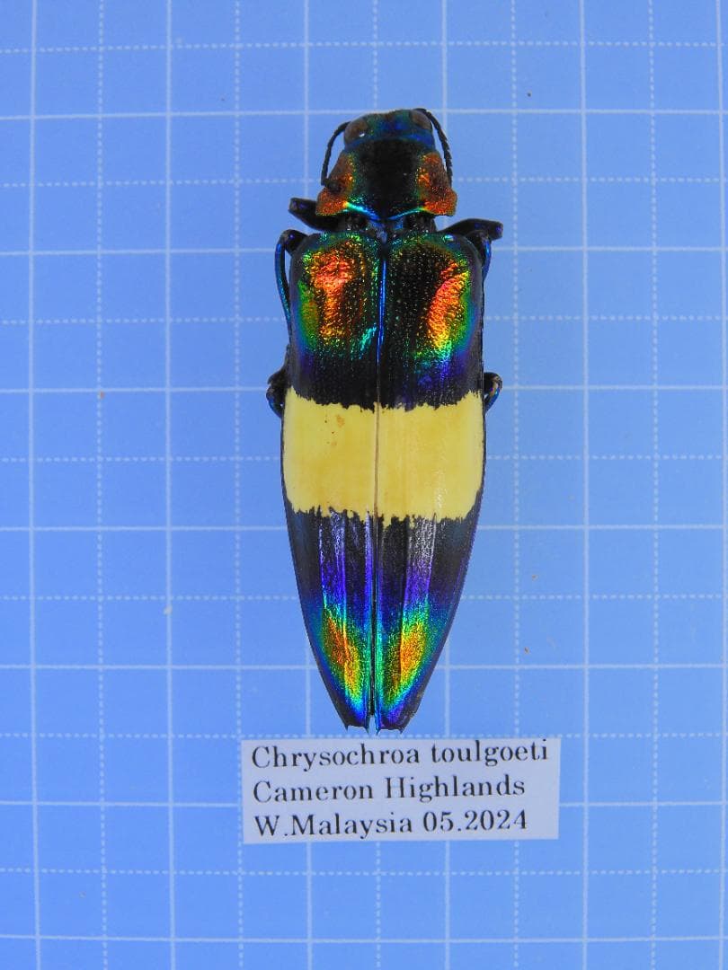 マレーシア産 オビモンハデルリタマムシ 43mm - メルカリ