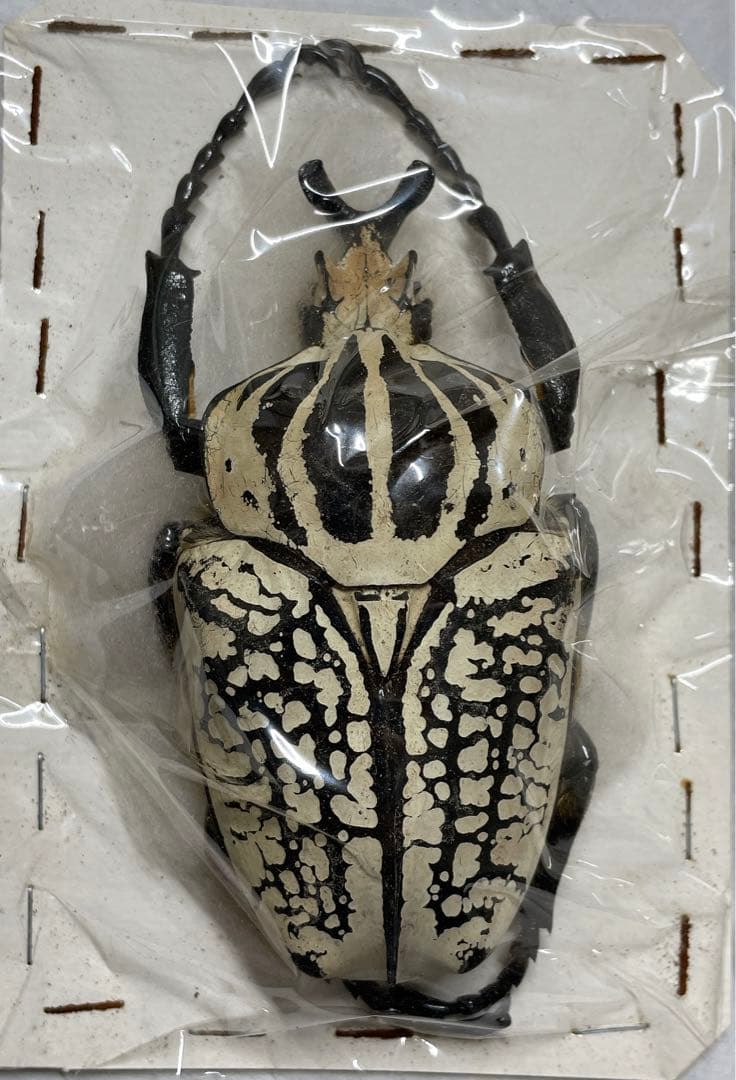 ②コンゴ産 シラフオオツノハナムグリ 大型ペア - メルカリ