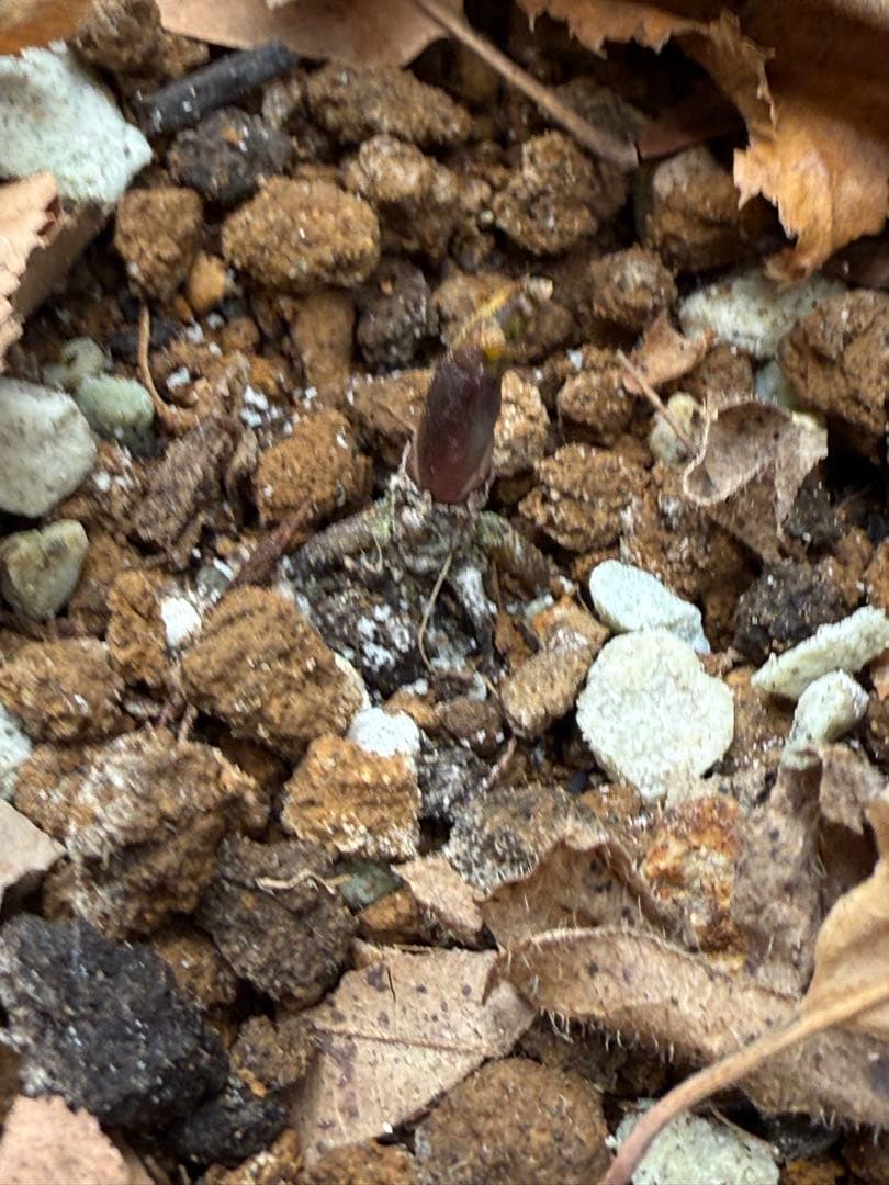 ☆チベタヌス☆透き通るようなピンク地にくっきりベイン4年苗☆クリスマス