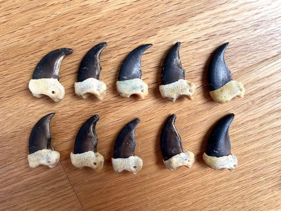 熊爪　ベアクロー　10個セット　標本　キムンカムイ　北海道 熊爪 ベアクロー 10個セット 標本 キムンカムイ 北海道 【公式通販】