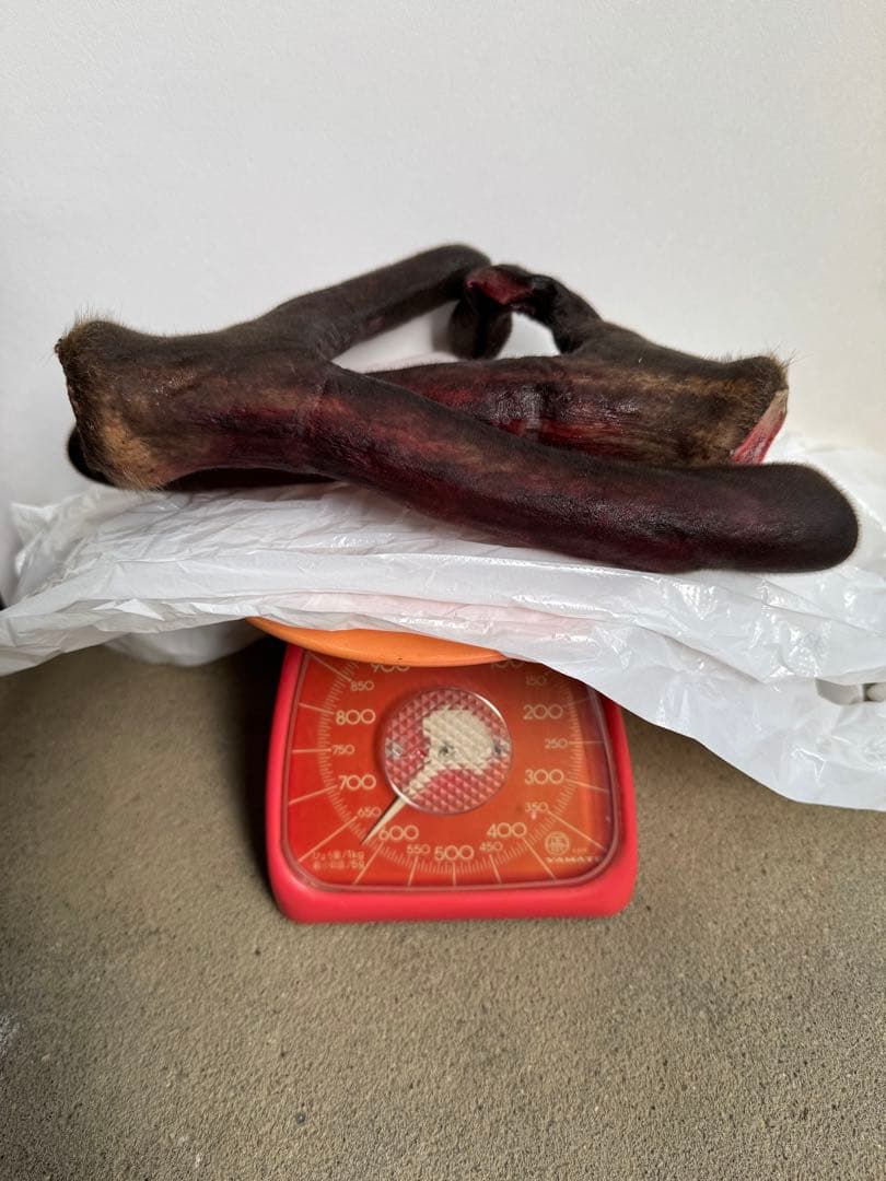 鹿茸約620g 陶山商店ぷりぷり肉厚の島根椎茸 – FOOD ORCHESTRA