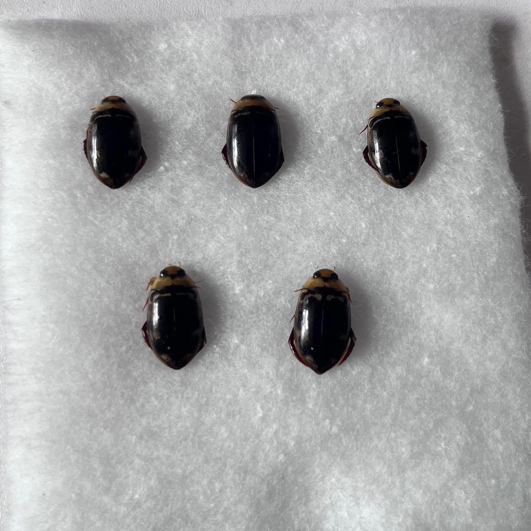 リュウキュウオオイチモンジシマゲンゴロウ　15匹（西表10、石垣5） リュウキュウオオイチモンジシマゲンゴロウ 15匹（西表10、石垣5