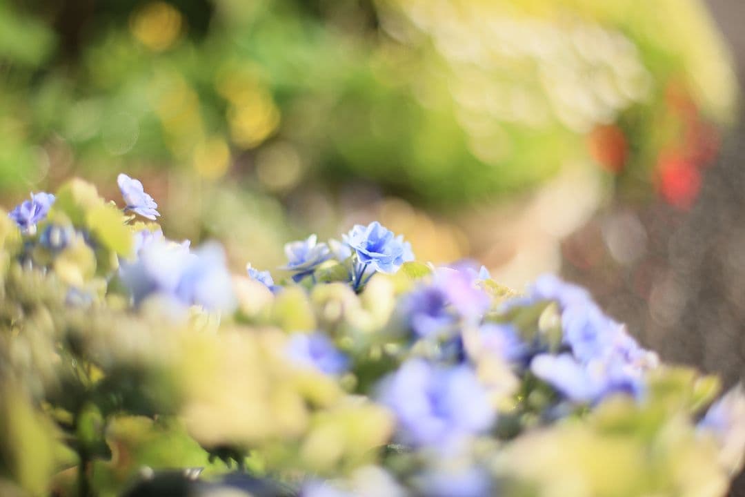 《希少》EBC FUJINON 50mm F1.4 前期型 光学美品【黄変除去】