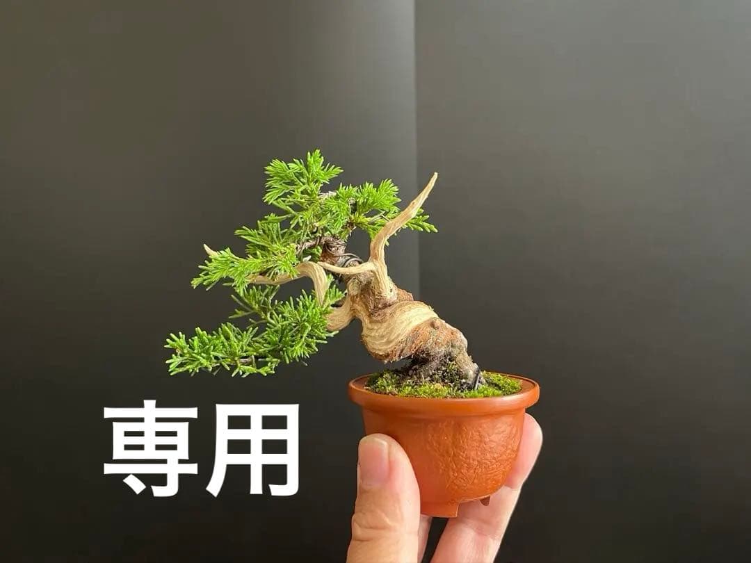 真柏盆栽 糸魚川真柏 ミニ真柏 捻転シャリ幹 樹高8.5cm ミニ盆栽