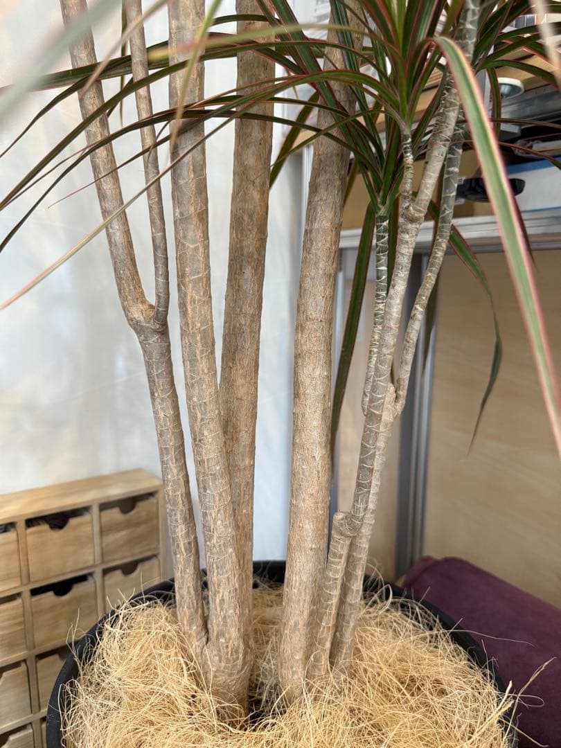 s*e様 (引き取り限定)ドラセナ・コンシンネ “レインボー”