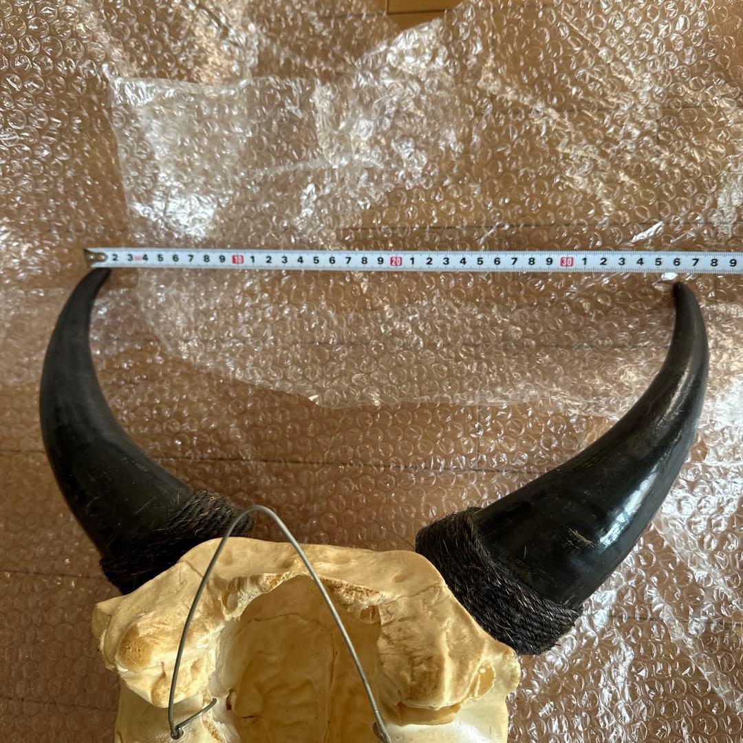 値下げしました！バッファロースカル 牛頭蓋骨 壁掛け彫像 カウボーイ