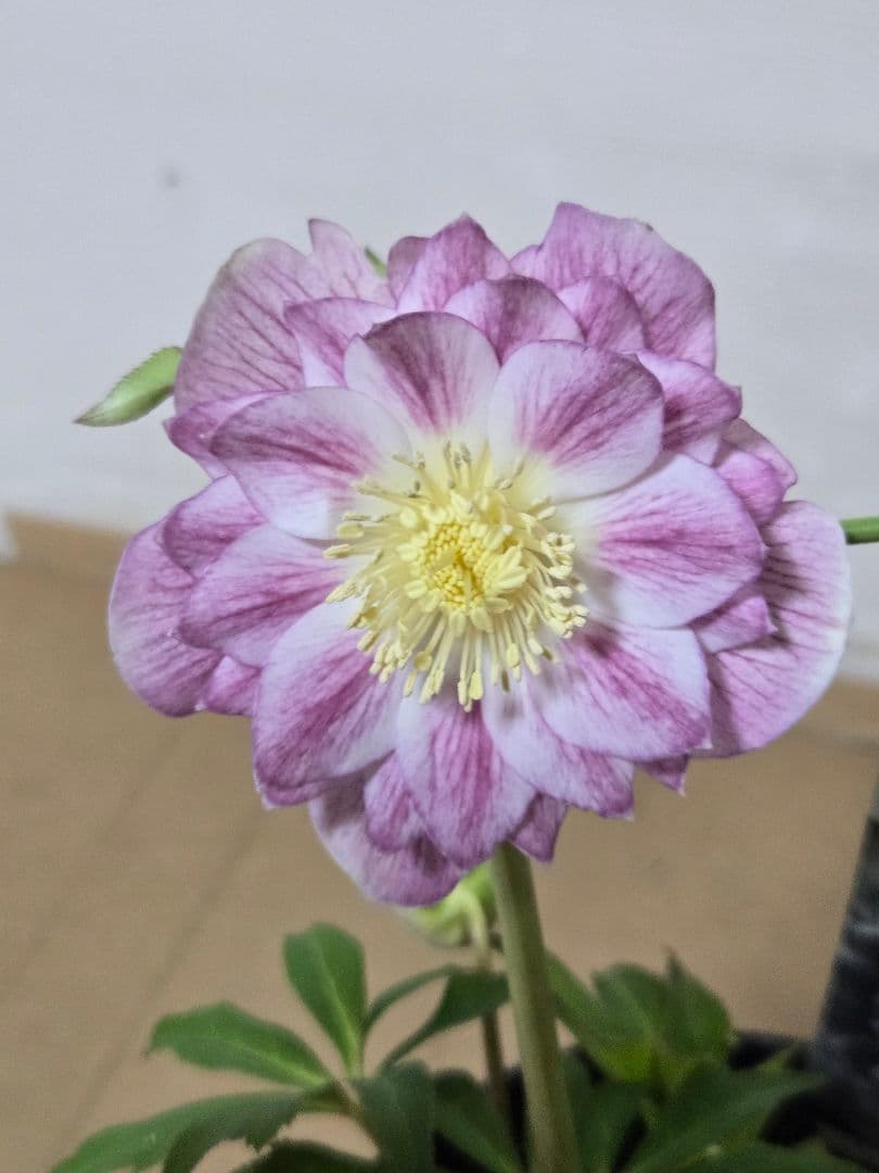 ☆広瀬園芸☆クリスマスローズ☆4.5号鉢☆ - メルカリ