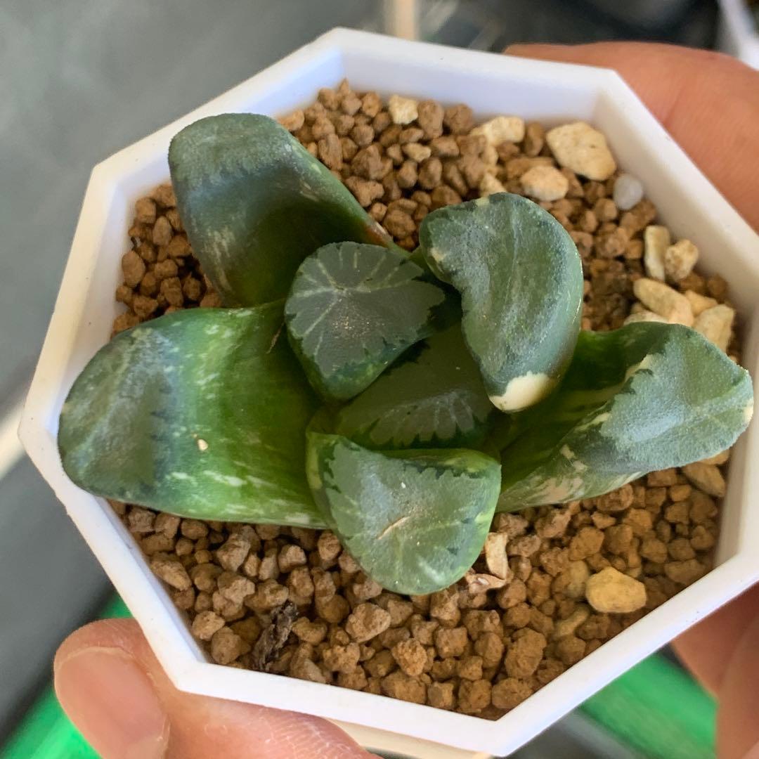 多肉植物 ハオルチア 万象錦 覇王 - メルカリ