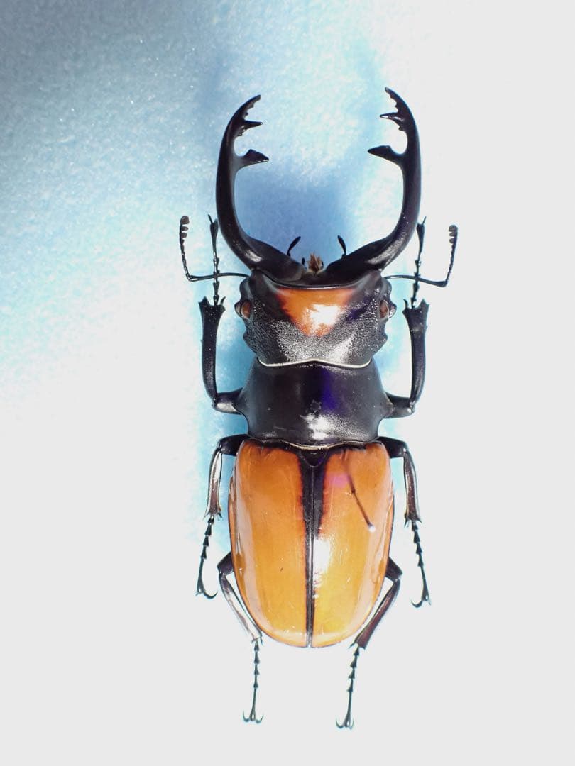 ナカジ　クワガタ標本 imgrc0079528583.jpg