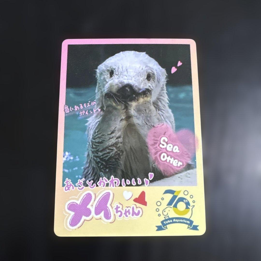 70周年 鳥羽水族館 ラッコ メイちゃん トレーディングカード - メルカリ