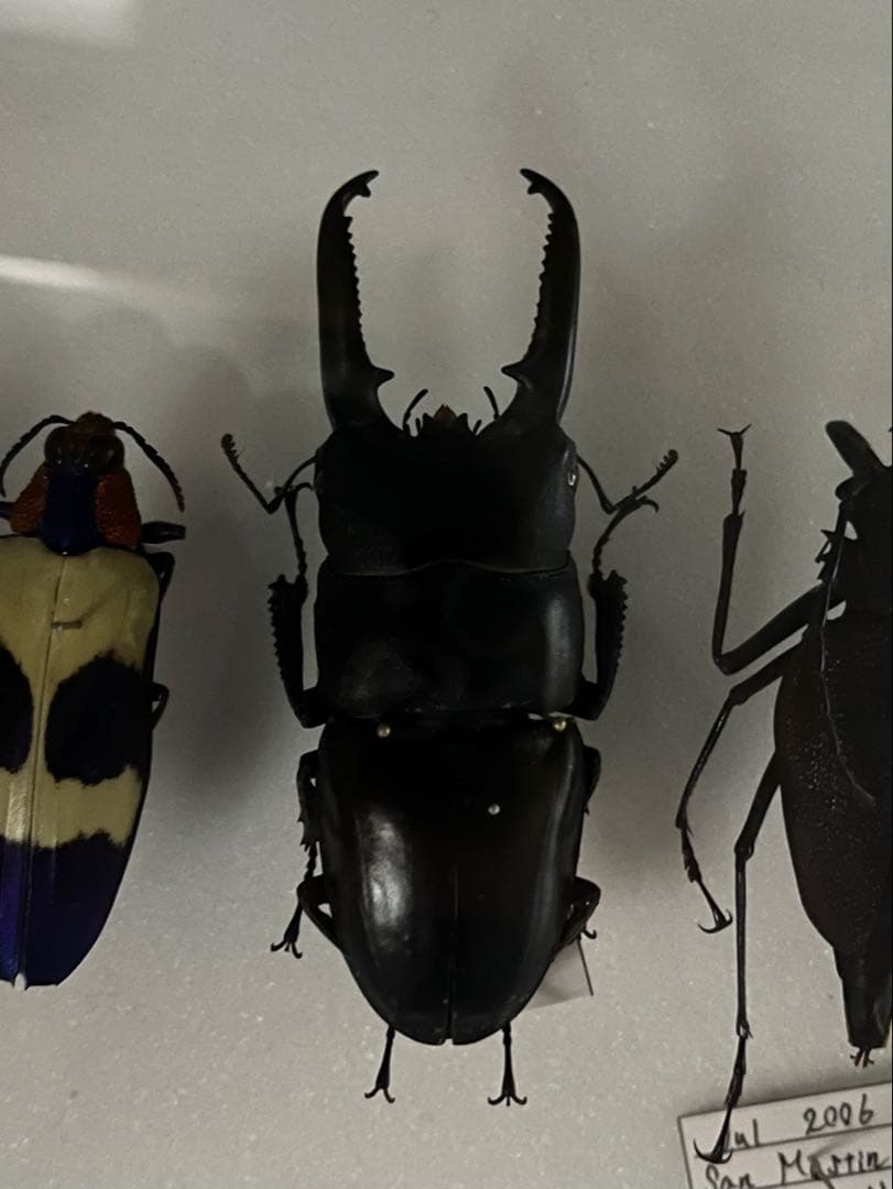 【特大個体】 ツシマヒラタクワガタ ♂約80mm 標本 ツシマヒラタ ツシマヒラタクワガタ 特大♂77.2mm 対馬 - Insect Islands 〜南の島の