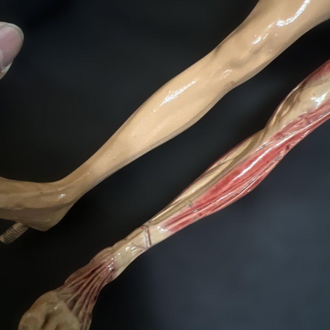 人体模型　貴重　激レア　男女