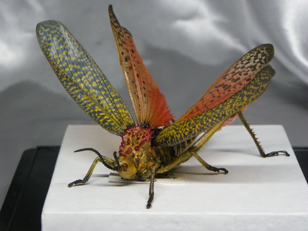 マダガスカルのドクバッタ　立体標本 マダガスカルのドクバッタ 立体標本 マダガスカルのドクバッタ 立体標本